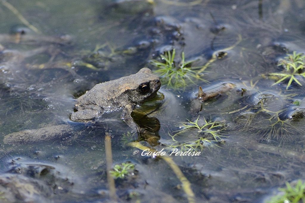 Bufo bufo, juv.